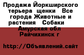 Продажа Йоркширского терьера, щенки - Все города Животные и растения » Собаки   . Амурская обл.,Райчихинск г.